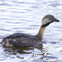 Hoary-headed Grebe